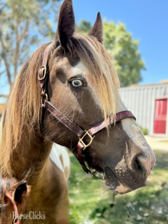 HorseID: 2304572 Laced in Splendor - PhotoID: 1087593