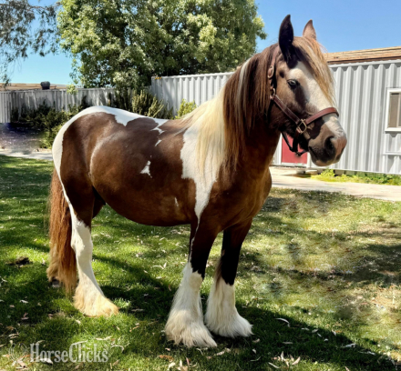 HorseID: 2304572 Laced in Splendor - PhotoID: 1087594