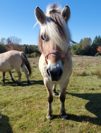 HorseID: 2304573 Ava I - PhotoID: 1087595