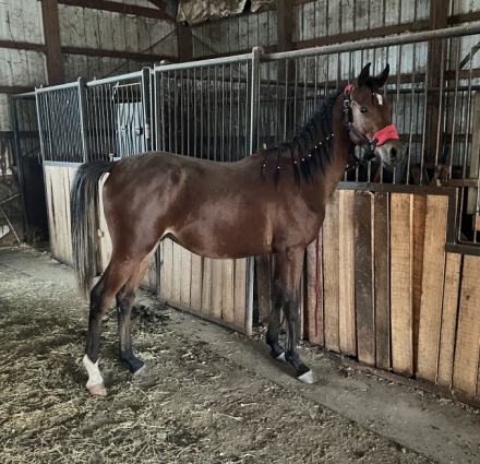 HorseID: 2304579 Midnight Legacy CG - PhotoID: 1087600