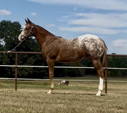 HorseID: 2304583 Star Studded Prince - PhotoID: 1087601