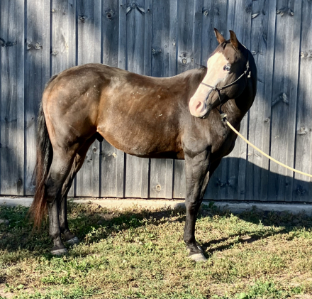 HorseID: 2304594 Cannoli - PhotoID: 1087609