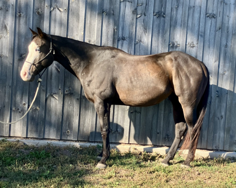 HorseID: 2304594 Cannoli - PhotoID: 1087610