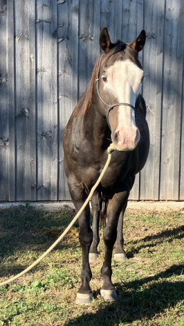 HorseID: 2304594 Cannoli - PhotoID: 1087611