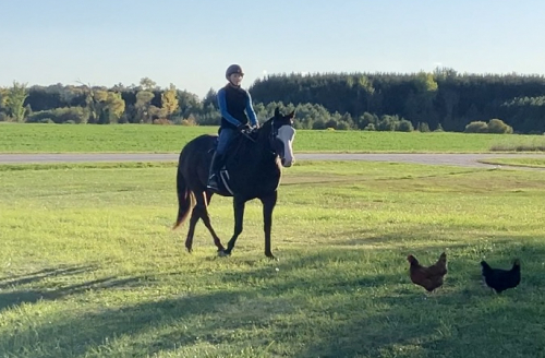 HorseID: 2304594 Cannoli - PhotoID: 1087612