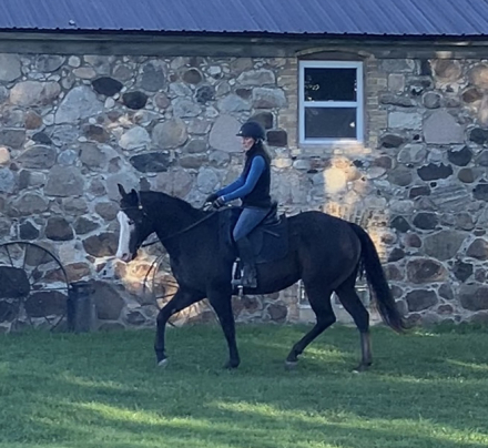 HorseID: 2304594 Cannoli - PhotoID: 1087613