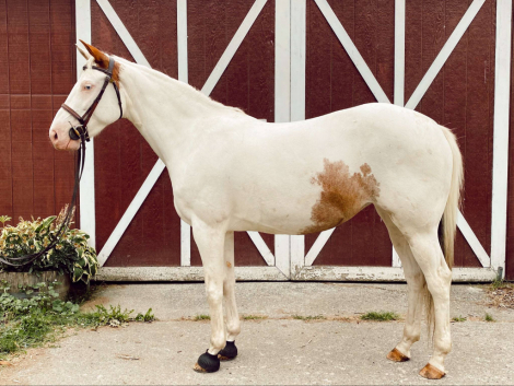 HorseID: 2304595 Skyla - PhotoID: 1087619