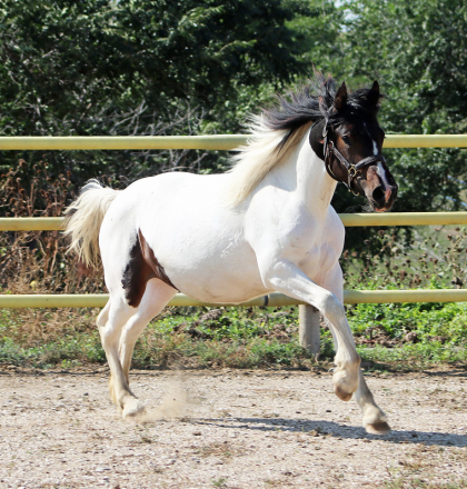 HorseID: 2304607 Sephora BEC - PhotoID: 1087620