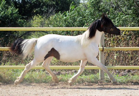 HorseID: 2304607 Sephora BEC - PhotoID: 1087621