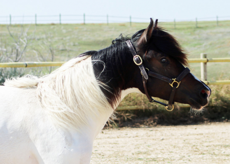 HorseID: 2304607 Sephora BEC - PhotoID: 1087622