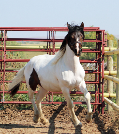 HorseID: 2304607 Sephora BEC - PhotoID: 1087623