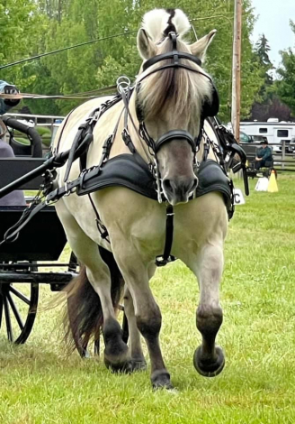 HorseID: 2304608 Featherstone’s Boe - PhotoID: 1087948