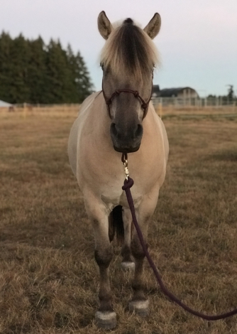 HorseID: 2304608 Featherstone’s Boe - PhotoID: 1087950