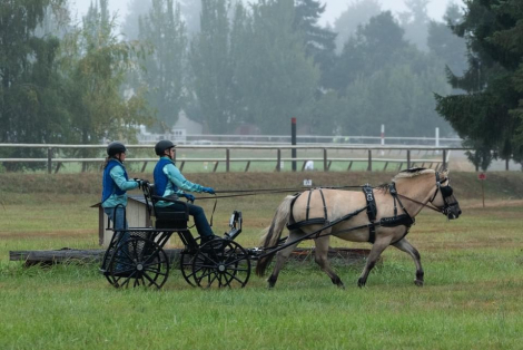 HorseID: 2304608 Featherstone’s Boe - PhotoID: 1087952