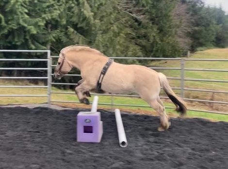 HorseID: 2304608 Featherstone’s Boe - PhotoID: 1087953