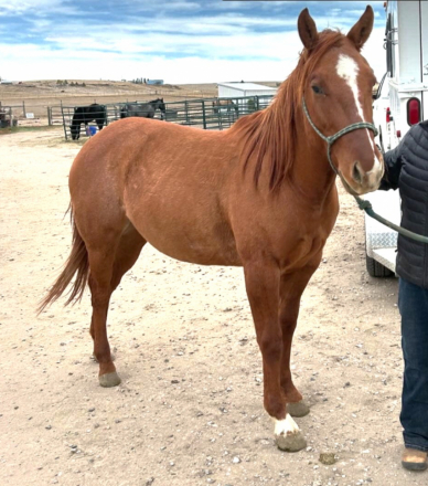 HorseID: 2304610 Dudes Poco Express - PhotoID: 1087624