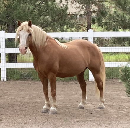 HorseID: 2304614 Mister Wesley - PhotoID: 1087626