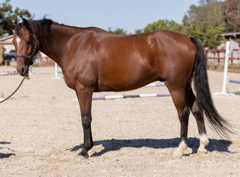 HorseID: 2304615 Sky Song - PhotoID: 1087625