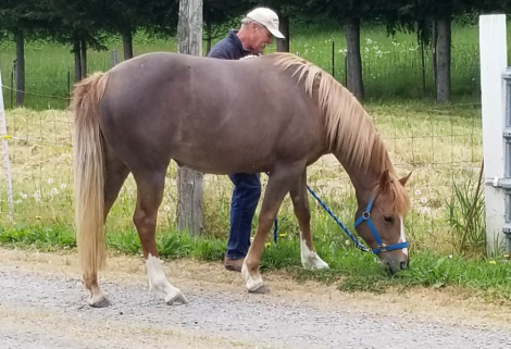 HorseID: 2304617 Sunny - PhotoID: 1087628