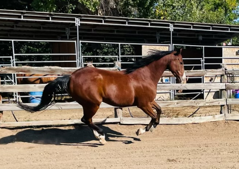 HorseID: 2304618 Oakley - PhotoID: 1087627