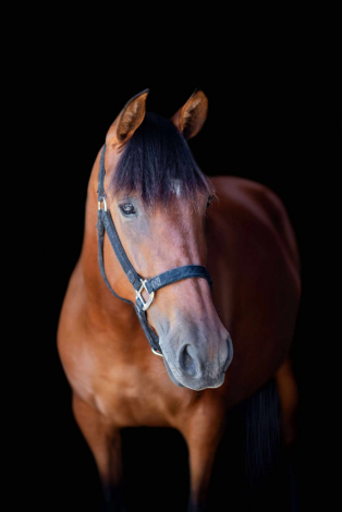 HorseID: 2304620 Lucero - PhotoID: 1087630