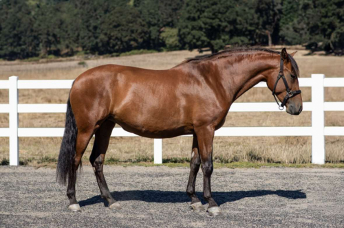 HorseID: 2304620 Lucero - PhotoID: 1087631