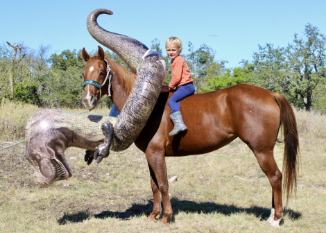 HorseID: 2304625 BARBIES BURN BOOK - PhotoID: 1088098