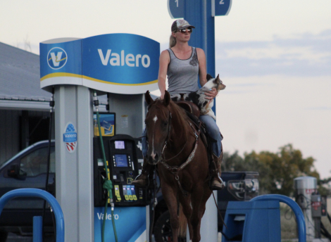 HorseID: 2304625 BARBIES BURN BOOK - PhotoID: 1088099