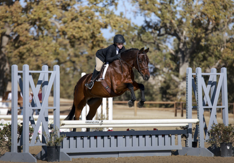 HorseID: 2304626 Diva - PhotoID: 1087634