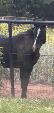 HorseID: 2304628 JKA Spanish Senora - PhotoID: 1087686