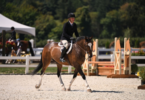 HorseID: 2304630 Kilkenny Intrepid - PhotoID: 1087636