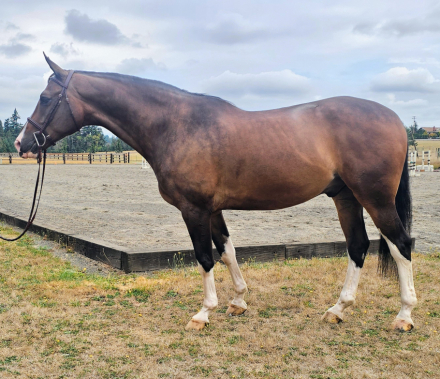 HorseID: 2304630 Kilkenny Intrepid - PhotoID: 1087637