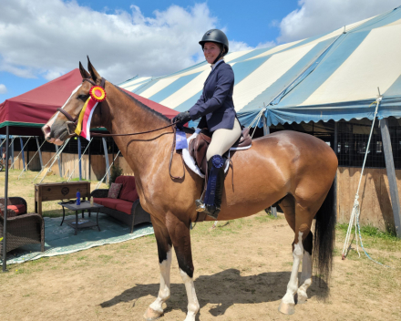 HorseID: 2304630 Kilkenny Intrepid - PhotoID: 1087638