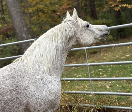 HorseID: 2304631 HA TAREEFS DEBUTANTE - PhotoID: 1087658