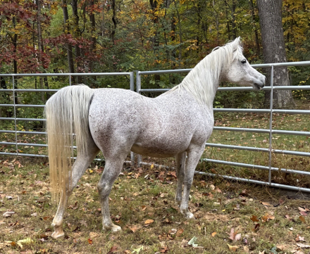 HorseID: 2304631 HA TAREEFS DEBUTANTE - PhotoID: 1087659