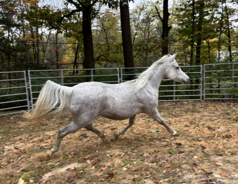 HorseID: 2304631 HA TAREEFS DEBUTANTE - PhotoID: 1087660
