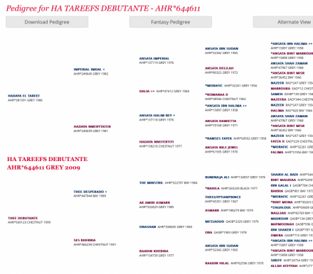 HorseID: 2304631 HA TAREEFS DEBUTANTE - PhotoID: 1087661