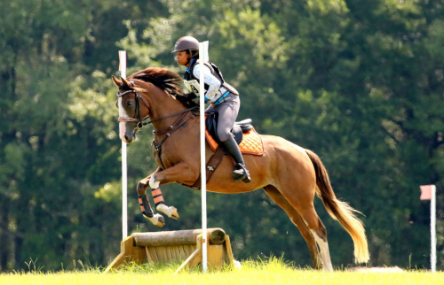 HorseID: 2304636 SEE HER AT THE CLUB - PhotoID: 1087640