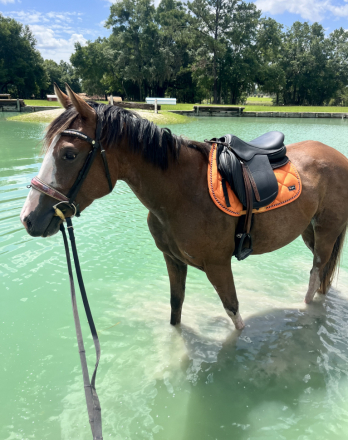 HorseID: 2304636 SEE HER AT THE CLUB - PhotoID: 1087642