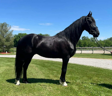 HorseID: 2304638 Maxim - PhotoID: 1087644