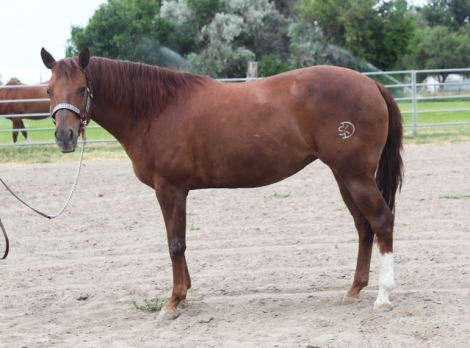 HorseID: 2304645 Jewels Lucky Girl - PhotoID: 1087651