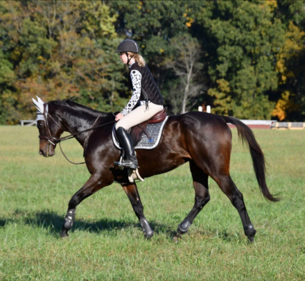 HorseID: 2304646 Lady’s Boy - PhotoID: 1087648