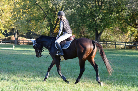 HorseID: 2304646 Lady’s Boy - PhotoID: 1087649