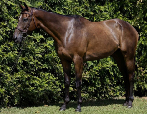 HorseID: 2304646 Lady’s Boy - PhotoID: 1087650