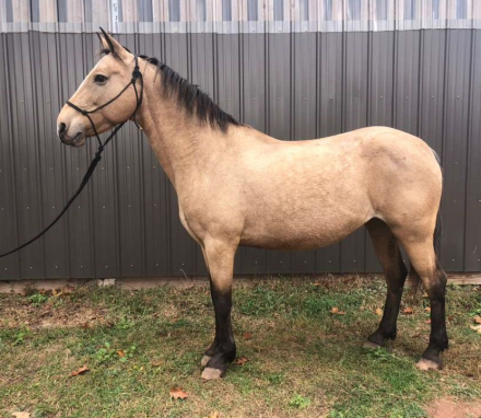 HorseID: 2304647 Queenie - PhotoID: 1087652