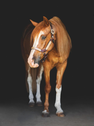 HorseID: 2304648 Crocketts Picaso Frost - PhotoID: 1087653