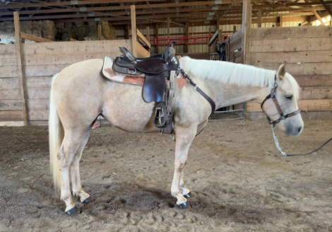 HorseID: 2304651 Justa Lil Farrah - PhotoID: 1087662