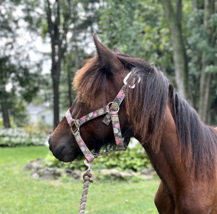 HorseID: 2304653 Blackshadow P.S. I Love You - PhotoID: 1100118