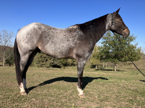 HorseID: 2304654 FQHR Dynamic McKeag - PhotoID: 1087663