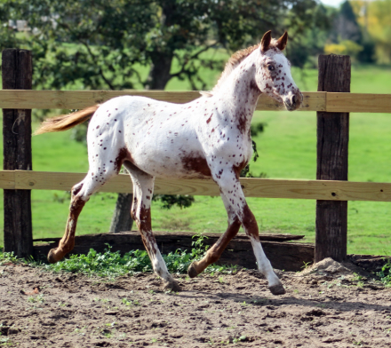 HorseID: 2304655 Perpetual Motion Machine LHS - PhotoID: 1087666